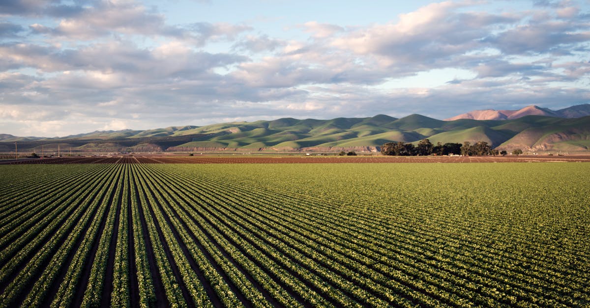 Récupération des surfaces agricoles : Stratégies et impact sur l’environnement