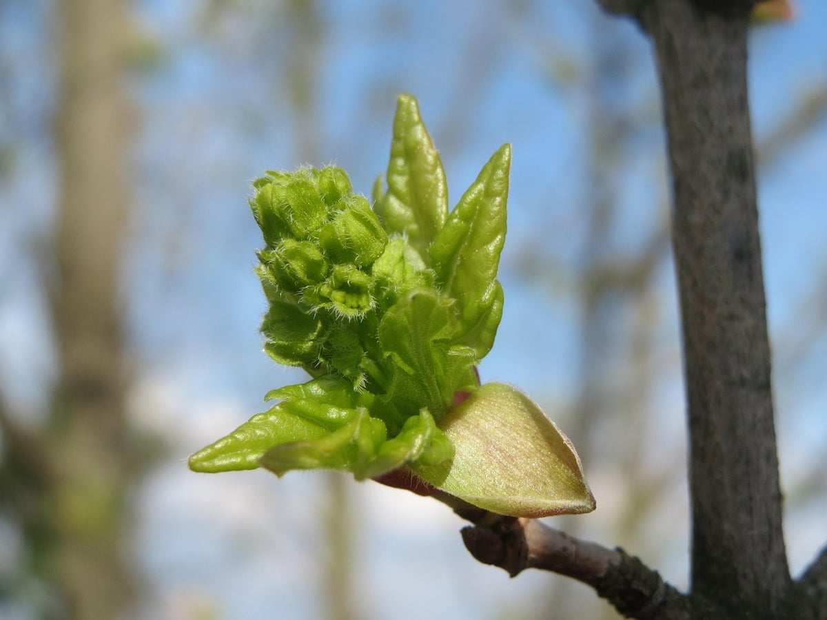 acer campestre