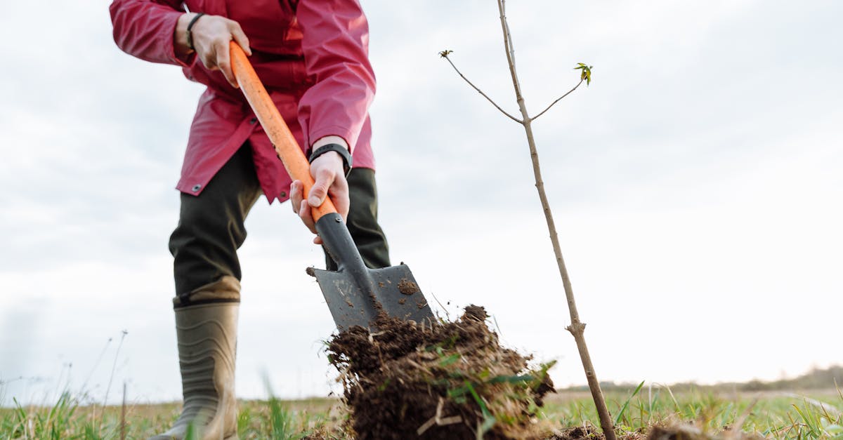 Programmes de reforestation : Solutions innovantes pour restaurer nos écosystèmes