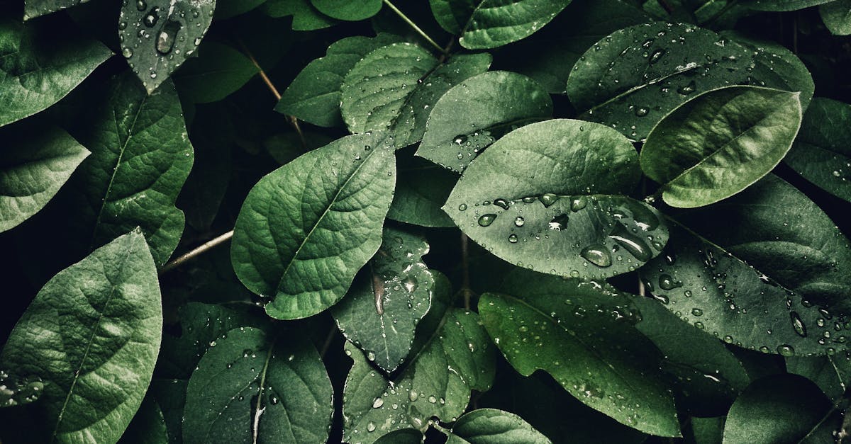 Atmosphère et climat : Comprendre les enjeux de notre environnement