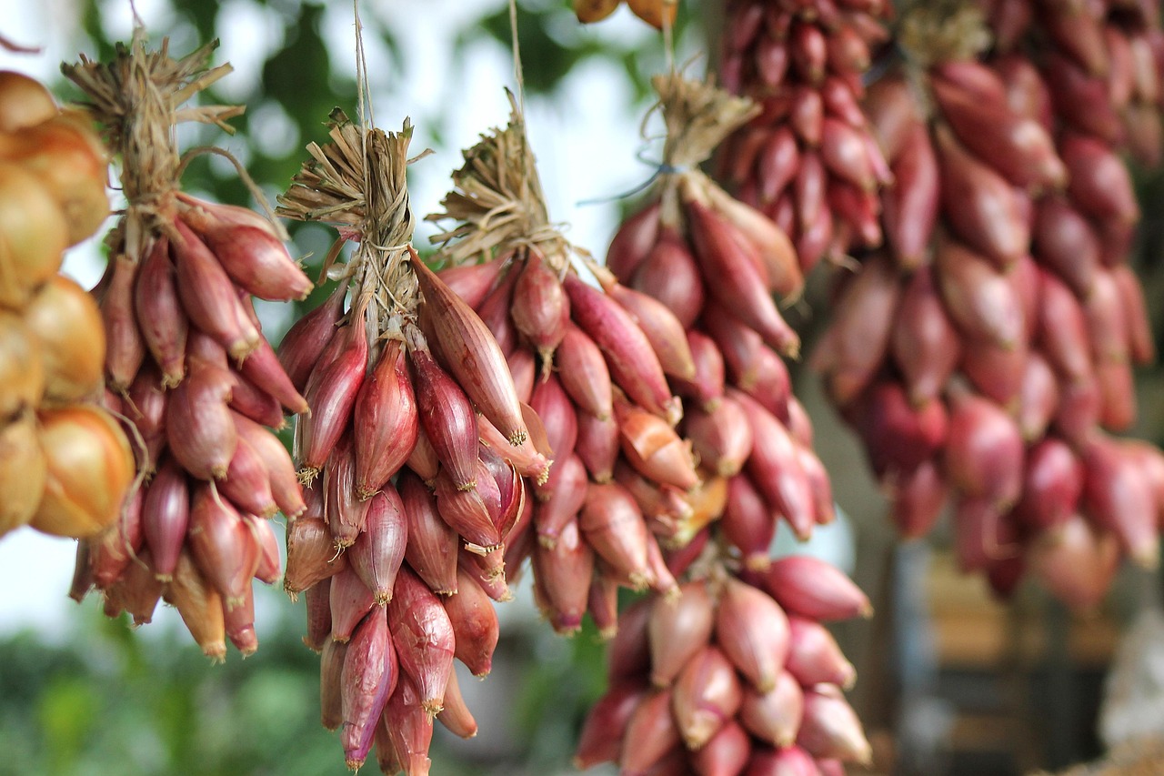 Jardinage bio balcon : conseils essentiels pour cultiver sainement en ville