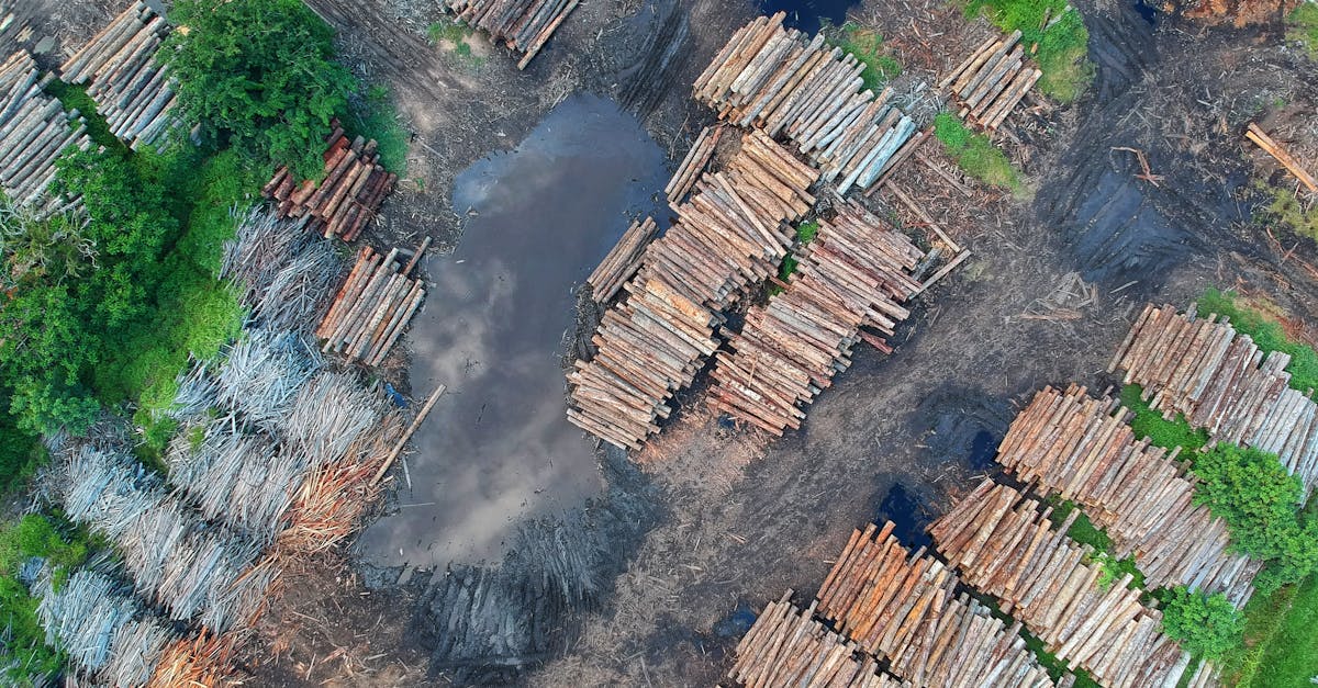 Lutte contre la déforestation : Stratégies et initiatives pour préserver nos forêts