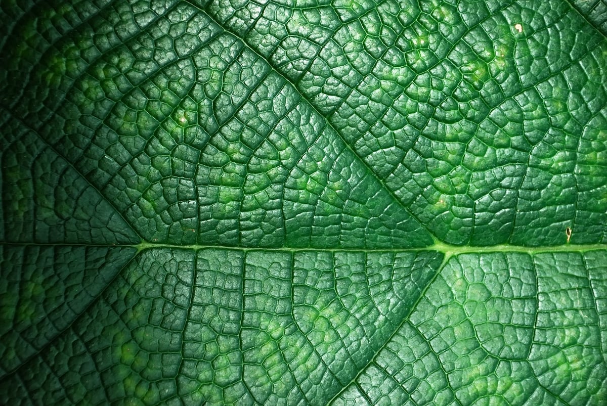 Noël : quel sapin choisir pour une fête plus écologique, naturel ou en plastique ?