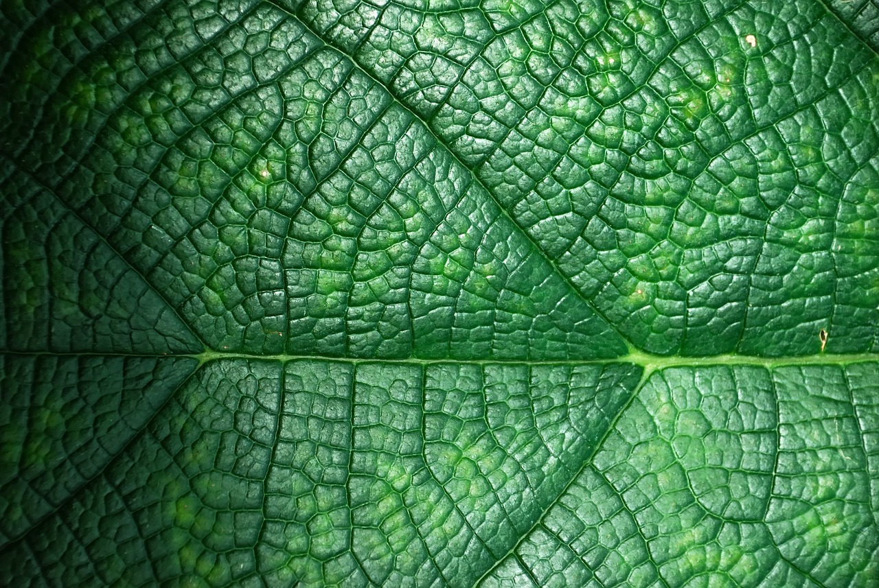 Noël : quel sapin choisir pour une fête plus écologique, naturel ou en plastique ?