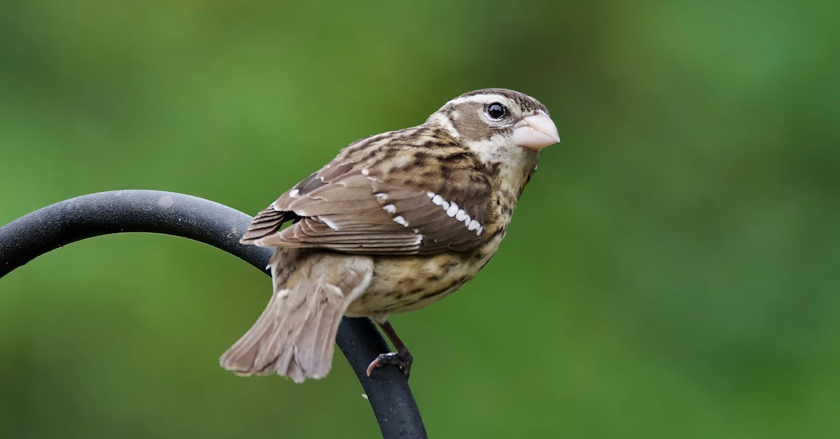 Réserves naturelles : la préservation des écosystèmes menacés