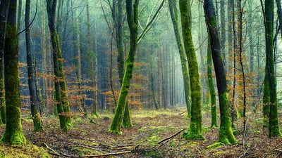Notre promesse envers la planète : un engagement concret pour l’environnement
