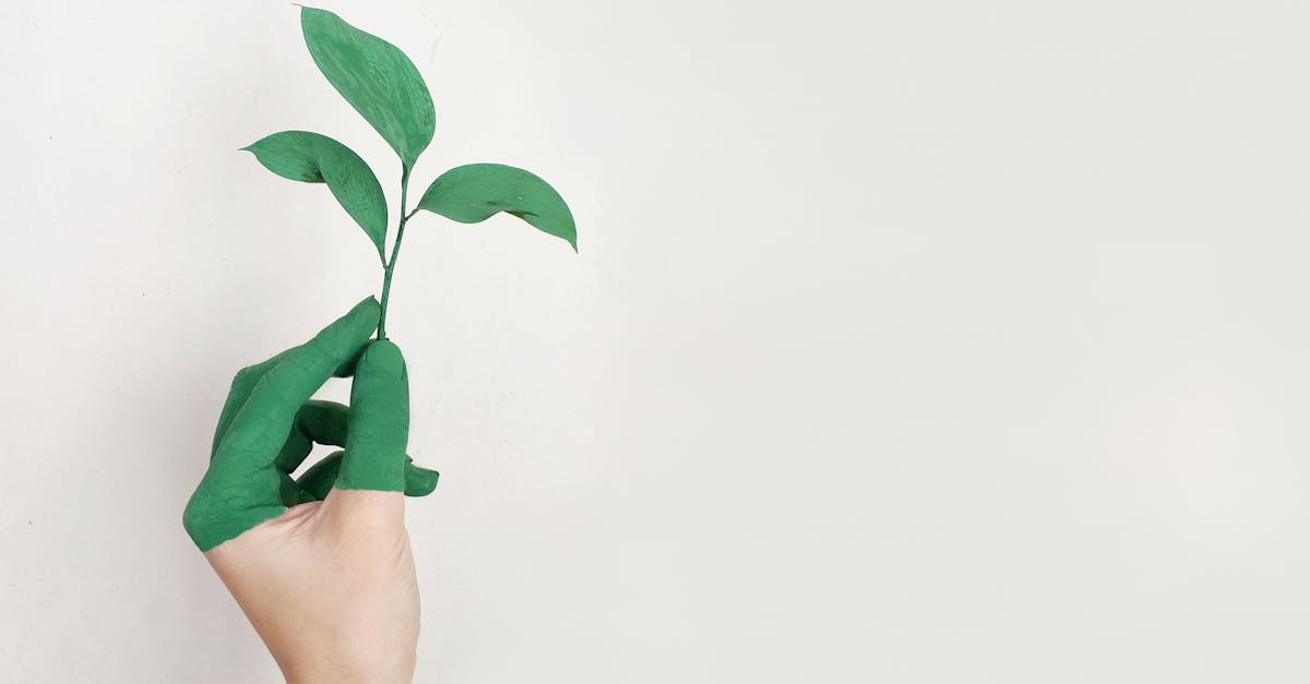 Durabilité : les meilleures pratiques pour un mode de vie éco-responsable