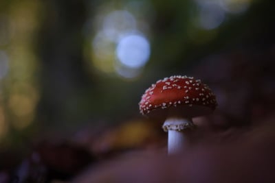 Face à l’urgence du changement climatique, il est nécessaire d’assister nos forêts dans leur adaptation