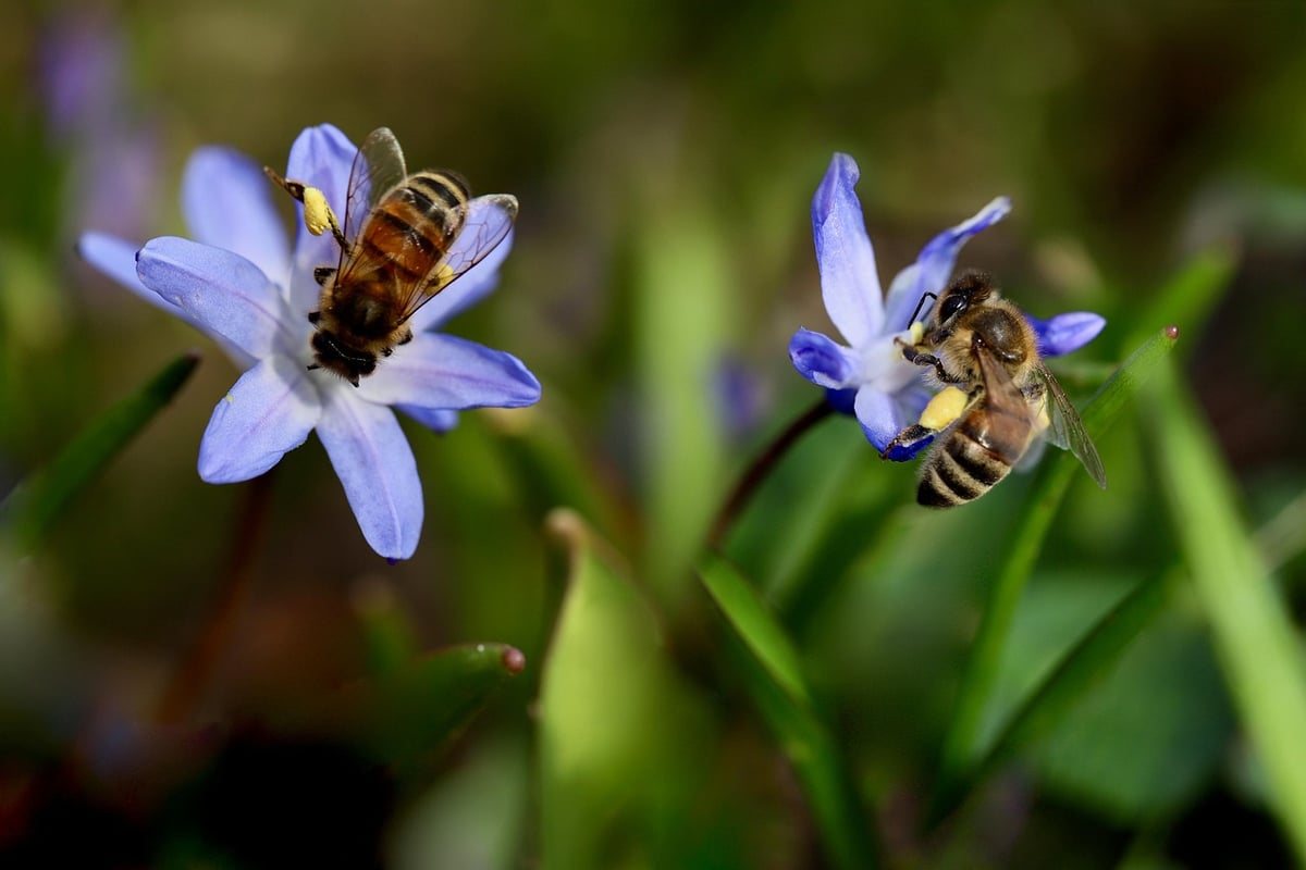 Biodiversité au jardin : conseils pratiques pour favoriser la vie sauvage chez soi