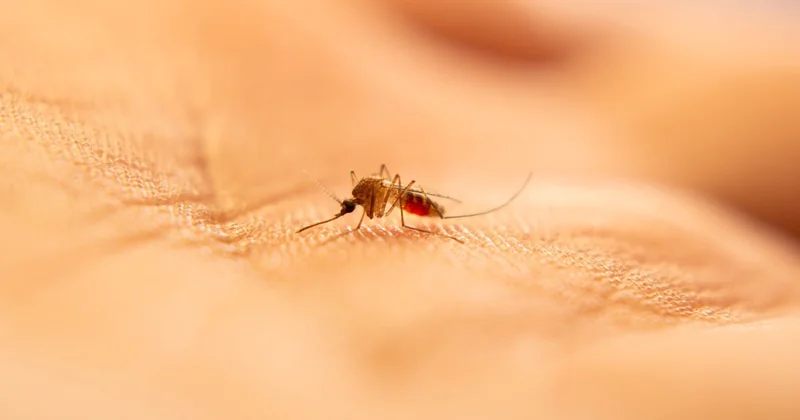 Maladies infectieuses et climat : la carte qui se redessine