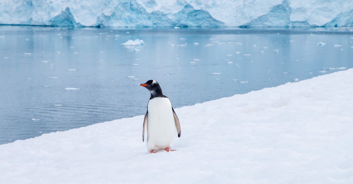 Écosystème : Comprendre les Interactions entre les Espèces et leur Environnement