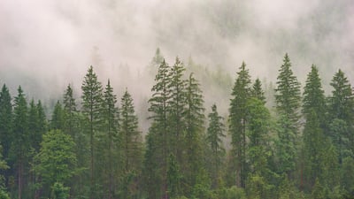 Les paradoxes des forêts : quand la libération de CO₂ dépasse la capture
