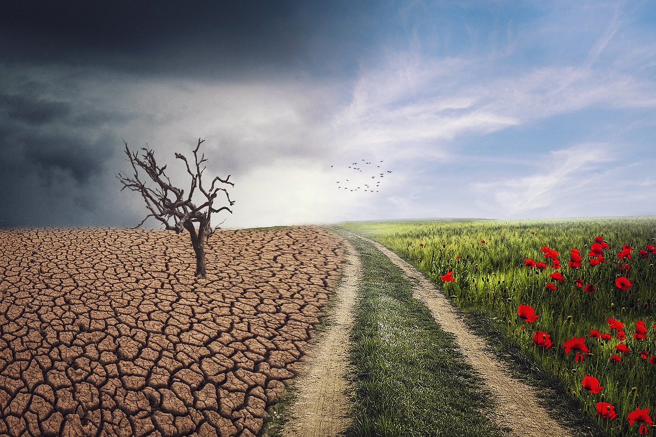 Changements climatiques et bilan carbone : le rôle des ONG