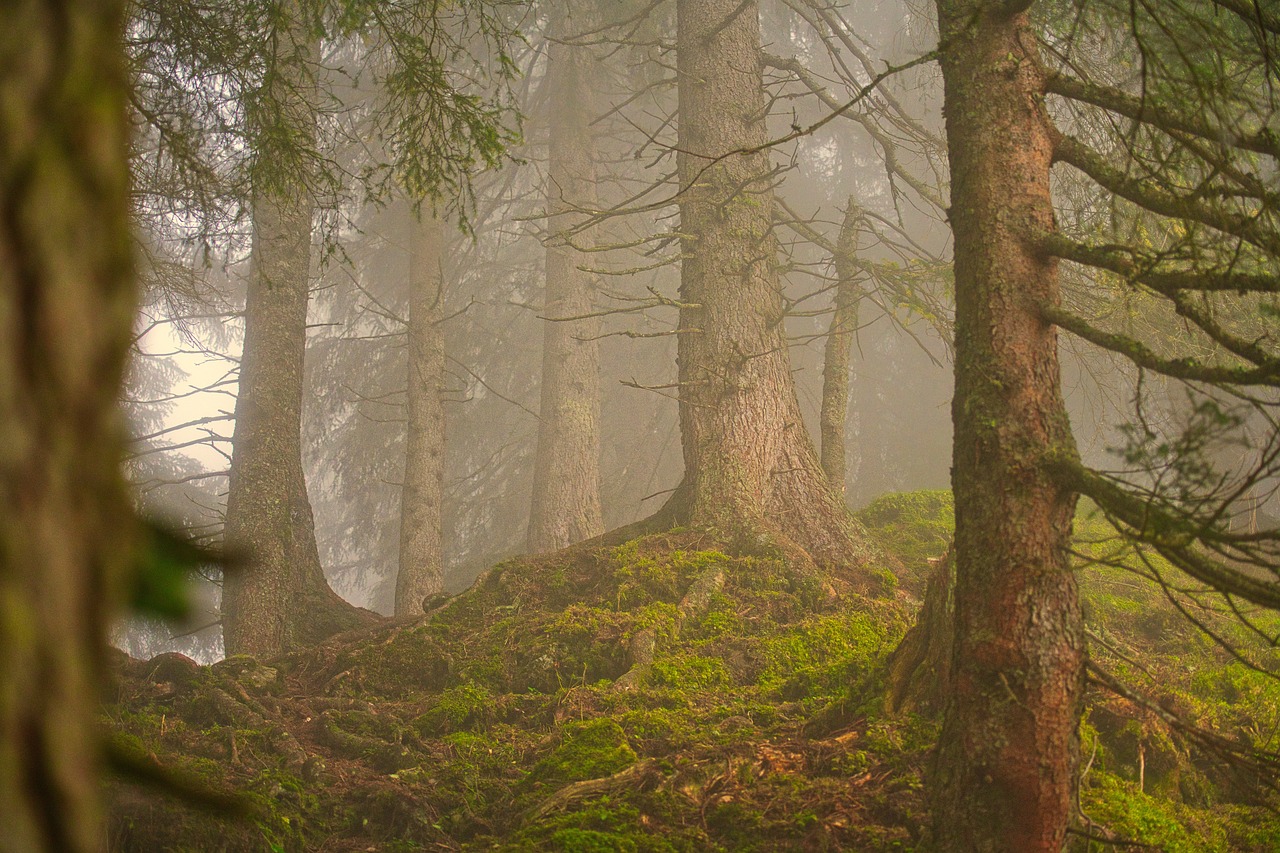 découvrez l'univers fascinant des forêts : un écosystème vital pour notre planète, riche en biodiversité et en ressources naturelles. plongez dans la beauté des paysages forestiers, tout en apprenant leur rôle essentiel dans la lutte contre le changement climatique et la préservation de la faune.