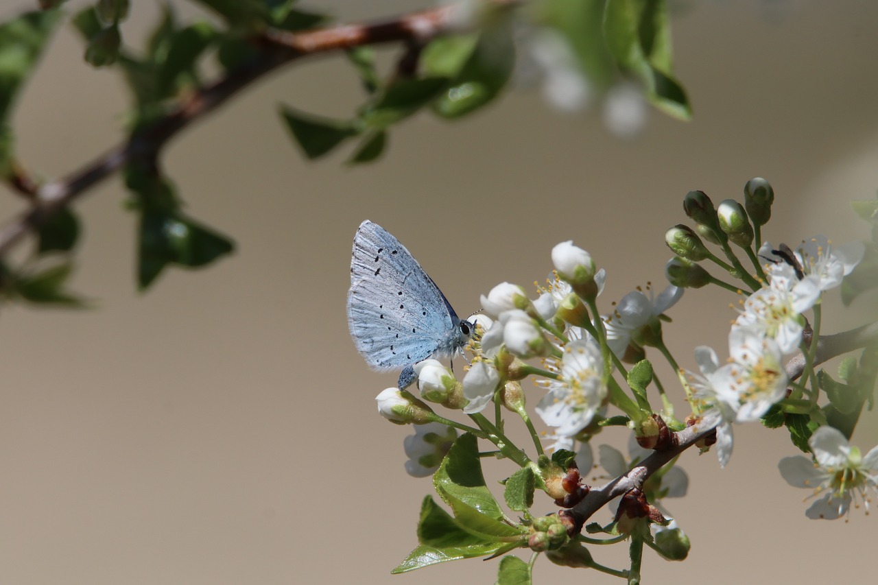 Bilan carbone : quelle place pour la biodiversité dans nos calculs ?