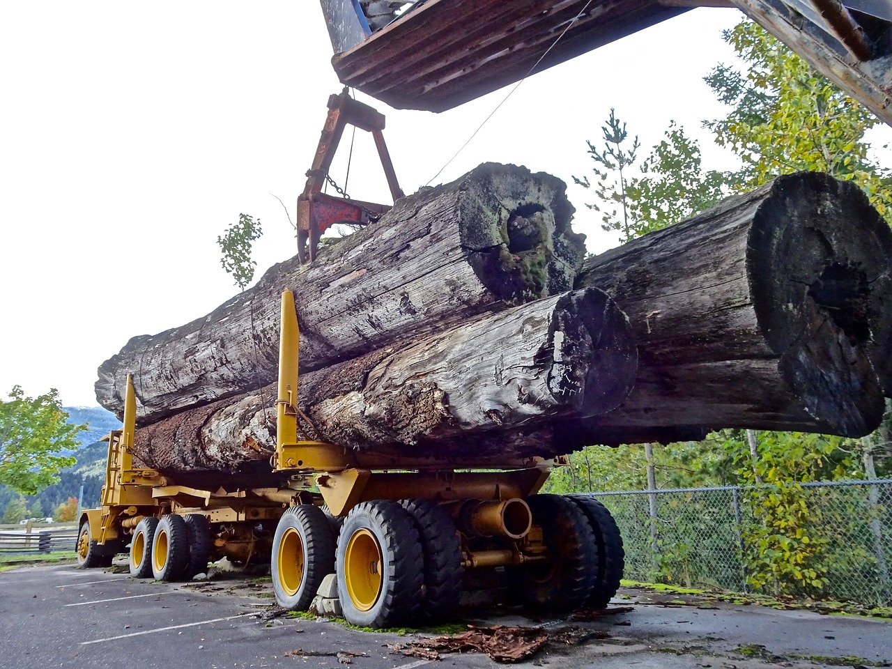 découvrez l'univers de la foresterie : techniques de gestion durable des forêts, importance de la biodiversité, et stratégies pour préserver nos ressources naturelles tout en répondant aux besoins des générations futures.