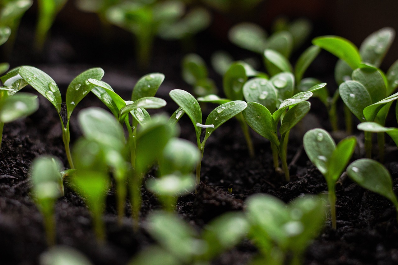 découvrez les enjeux et les solutions du développement durable, une approche essentielle pour préserver notre planète tout en garantissant un avenir équitable et prospère pour les générations futures.