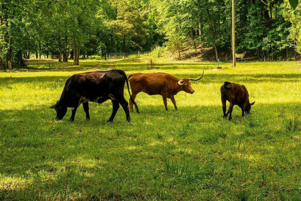 découvrez ce qu'est l'empreinte carbone, son impact sur l'environnement et comment réduire votre contribution à ce phénomène pour un avenir plus durable.