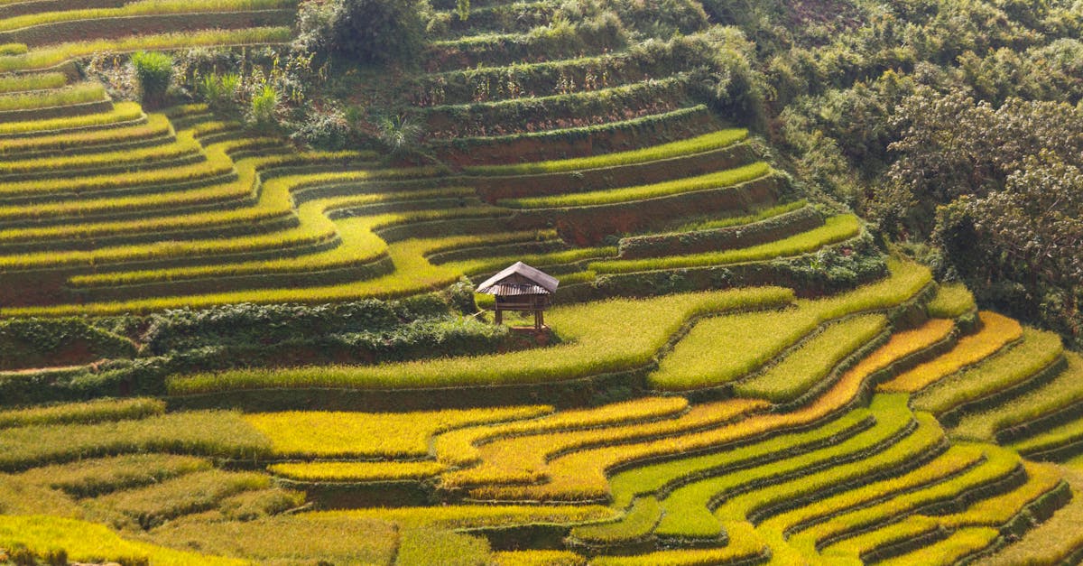 Cultures adaptées au climat : choisir les bonnes plantes pour un avenir durable