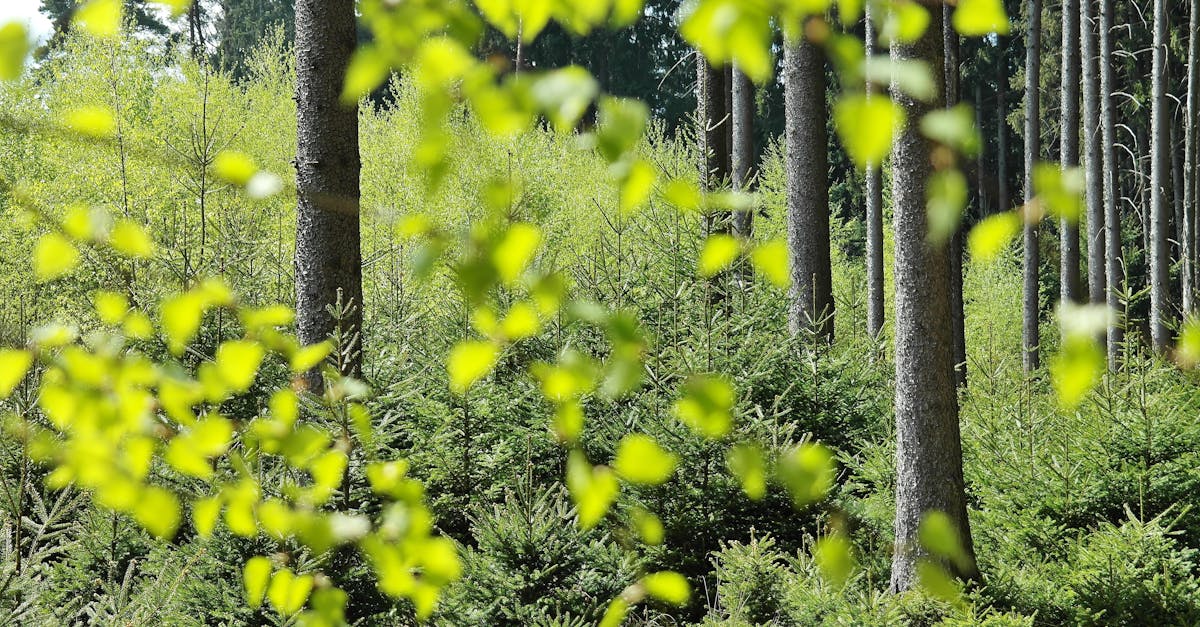 découvrez des stratégies et des actions concrètes pour la protection de l'environnement. apprenez comment chacun peut contribuer à la préservation de notre planète pour les générations futures.