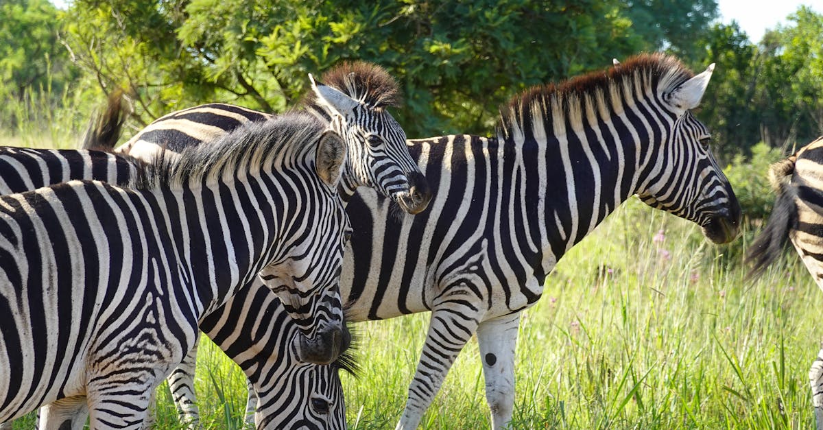 Zones protégées : Importance et enjeux pour la biodiversité