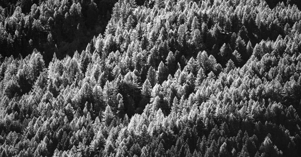découvrez les technologies innovantes de capture du carbone qui visent à réduire les émissions de co2 et à combattre le changement climatique. informez-vous sur les méthodes, les avantages et les défis associés à cette approche écologique.