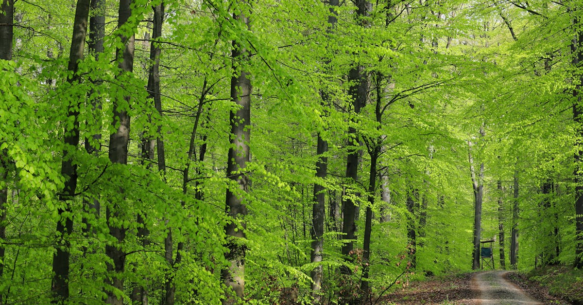 découvrez comment la capture du carbone contribue à la lutte contre le changement climatique en capturant et en stockant le co2 émis par les activités humaines. explorez les technologies innovantes et les stratégies essentielles pour un avenir durable.