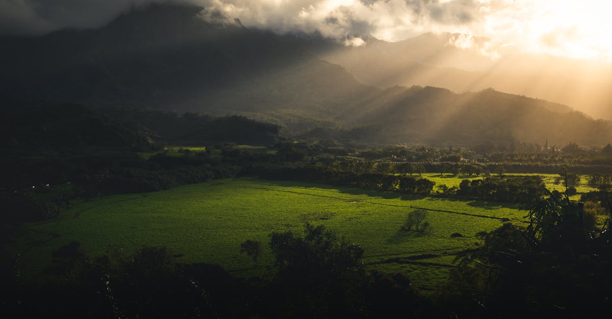 découvrez les cultures adaptées au climat, des solutions agricoles innovantes qui améliorent la résilience des exploitations face aux changements climatiques. apprenez comment ces variétés de plantes sélectionnées peuvent optimiser la production tout en préservant l'environnement.