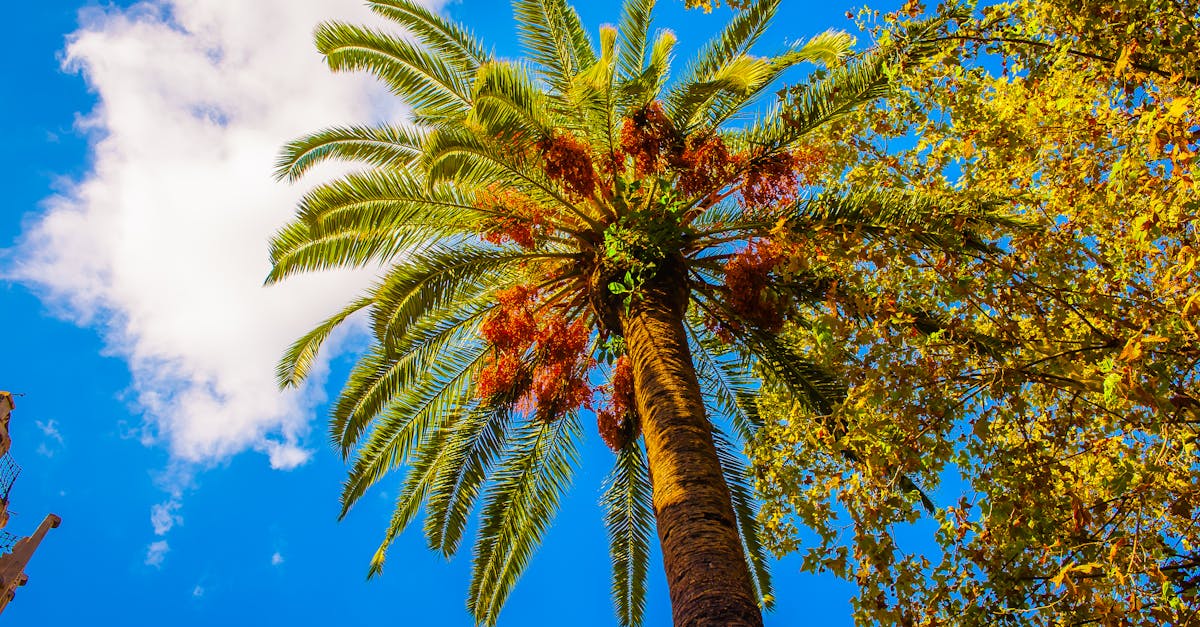 découvrez les cultures adaptées au climat, des solutions innovantes et durables pour faire face aux défis environnementaux. apprenez comment ces cultures peuvent améliorer la résilience agricole tout en contribuant à la préservation de notre planète.