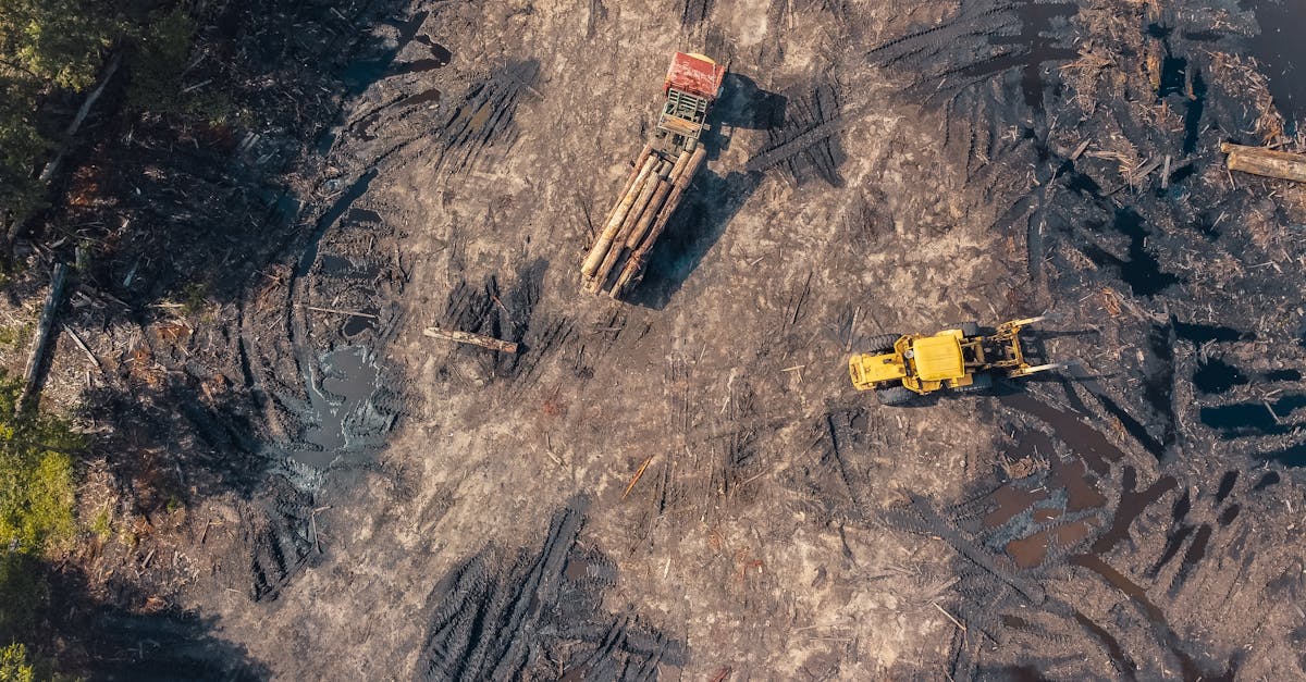 découvrez les enjeux majeurs de la déforestation, ses causes, ses conséquences sur l'environnement et les solutions pour préserver nos forêts. informez-vous sur l'importance de la biodiversité et l'impact des activités humaines sur notre planète.