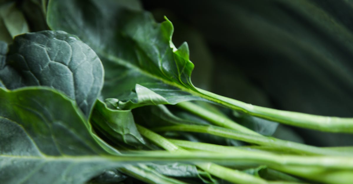 découvrez le green market, un espace dédié aux produits écologiques et durables. profitez d'une sélection de fruits, légumes, et articles artisanaux respectueux de l'environnement, tout en soutenant les producteurs locaux et en adoptant un mode de vie plus vert.