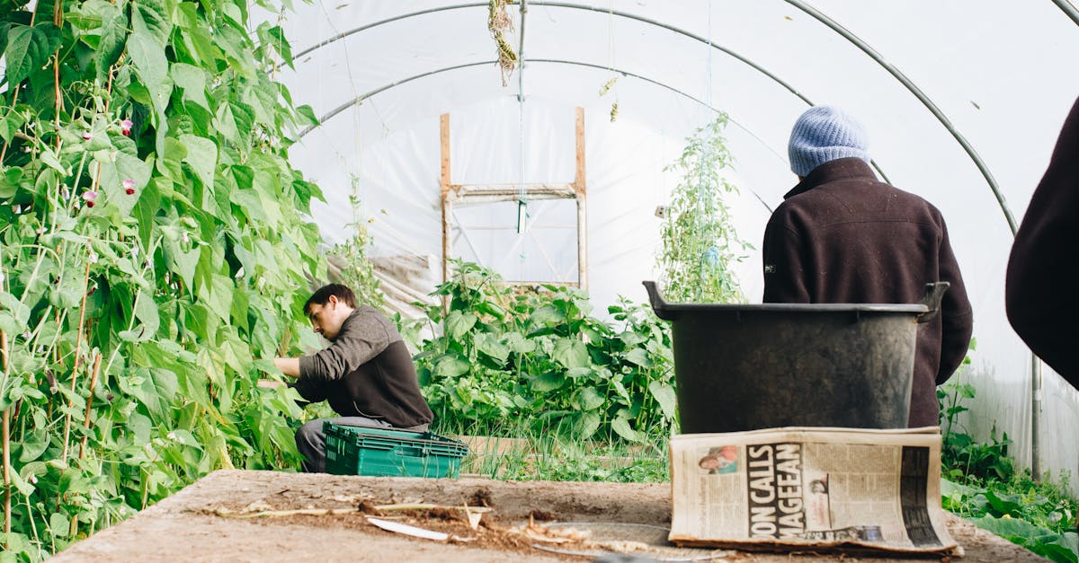 découvrez les pratiques d'agriculture durable qui préservent l'environnement tout en maximisant la production. apprenez à cultiver de manière responsable grâce à des techniques innovantes et respectueuses de la nature, garantissant une meilleure santé pour la planète et ses habitants.