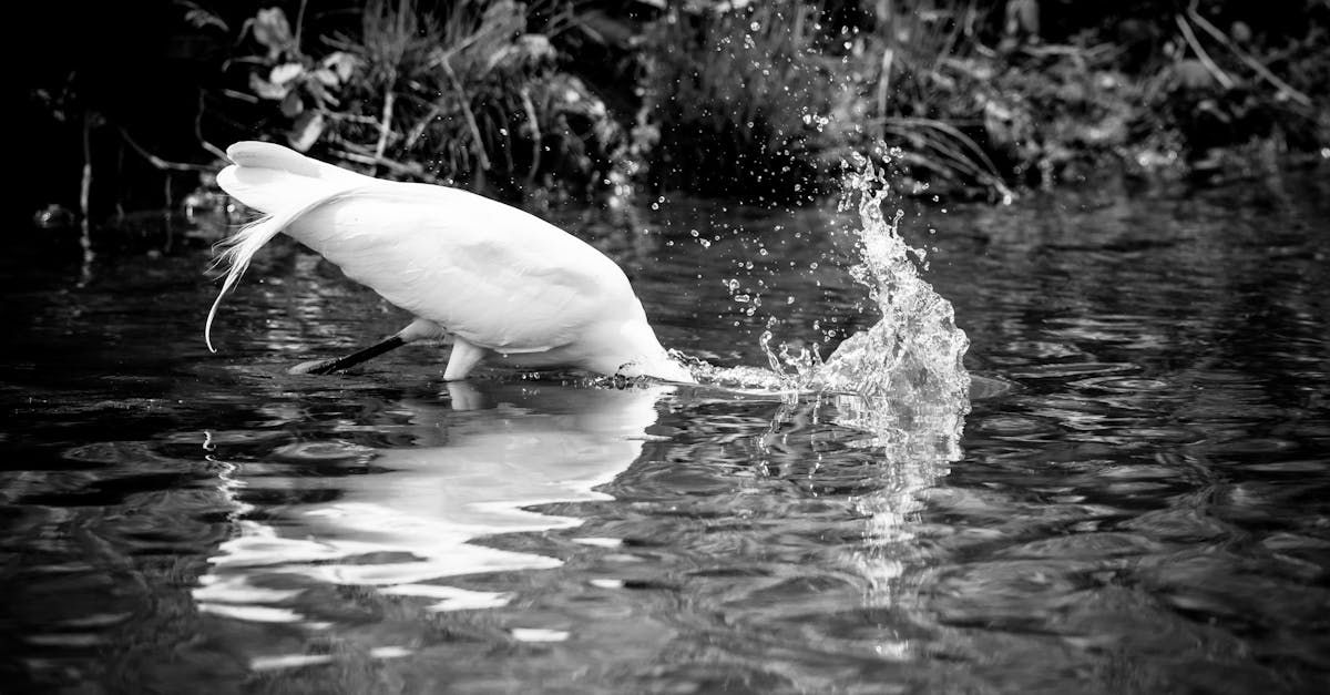 découvrez l'importance de la conservation pour préserver notre environnement et protéger la biodiversité. apprenez des techniques et des stratégies pour sauvegarder les ressources naturelles et assurer un avenir durable.