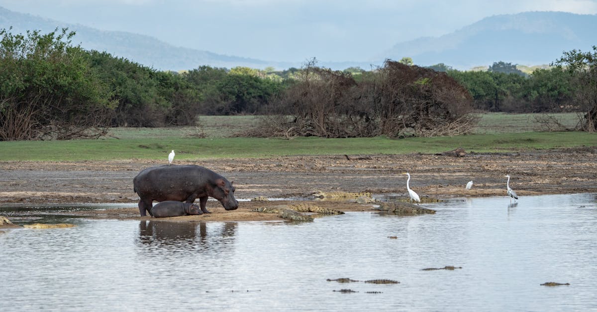 découvrez l'importance de la conservation de l'eau et des stratégies efficaces pour réduire votre consommation. apprenez des astuces pratiques pour économiser cette précieuse ressource et protéger notre planète.