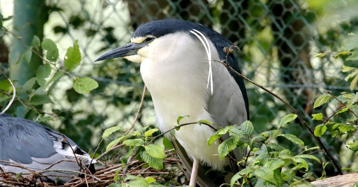 découvrez l'importance de la conservation pour préserver notre environnement, protéger la biodiversité et garantir un avenir durable. apprenez les différentes méthodes et initiatives en cours pour sauvegarder notre planète.