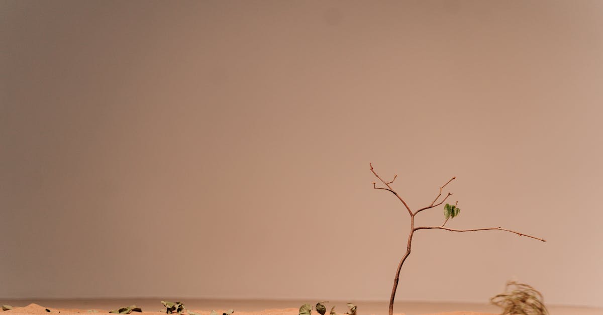 découvrez les enjeux de la désertification, un phénomène environnemental préoccupant qui menace les écosystèmes et les communautés à travers le monde. apprenez comment la dégradation des terres impacte la biodiversité, l'agriculture et les ressources en eau, ainsi que les solutions pour lutter contre ce fléau.