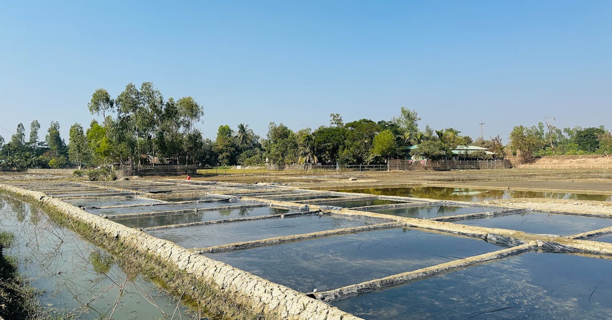 découvrez les services écosystémiques, essentiels pour le bien-être humain et la biodiversité. apprenez comment ces ressources naturelles soutiennent l'économie, régulent le climat et améliorent notre qualité de vie. explorez des solutions durables pour protéger notre environnement.