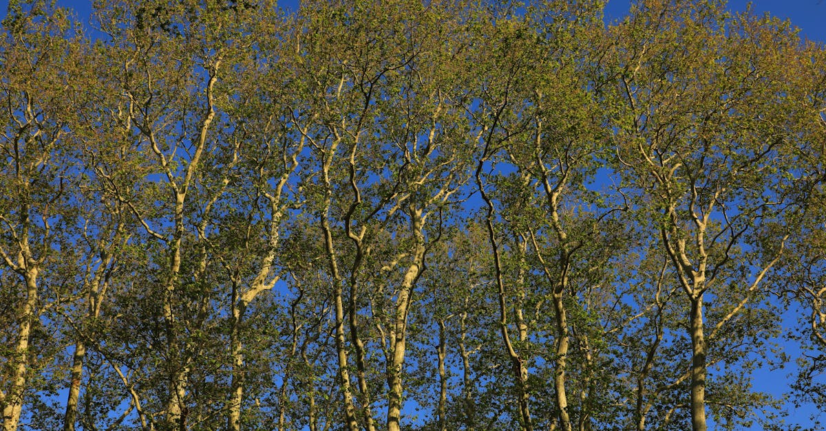 découvrez les normes environnementales essentielles pour garantir un développement durable. apprenez comment ces standards protègent la biodiversité, réduisent les pollutions et mettent en œuvre des pratiques responsables dans divers secteurs. engagez-vous pour un avenir plus vert.