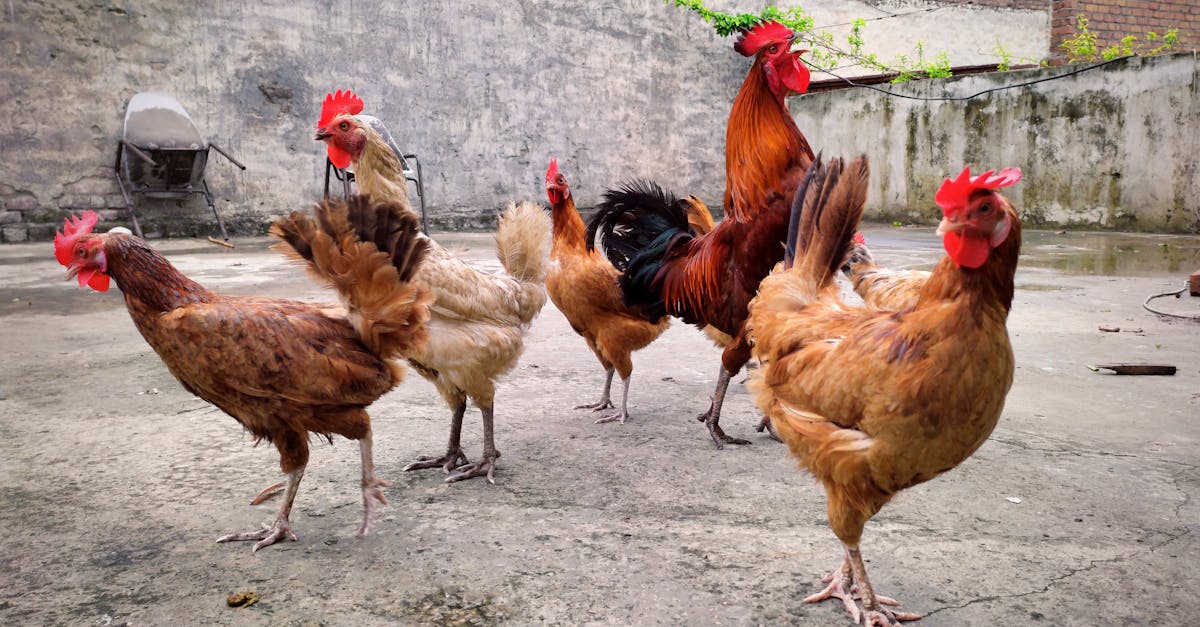 découvrez l'agriculture urbaine, une pratique innovante qui transforme les villes en espaces de culture durable. explorez les techniques, les bienfaits et les initiatives locales qui favorisent l'émergence de potagers urbains, la biodiversité et une alimentation saine en plein cœur des centres urbains.