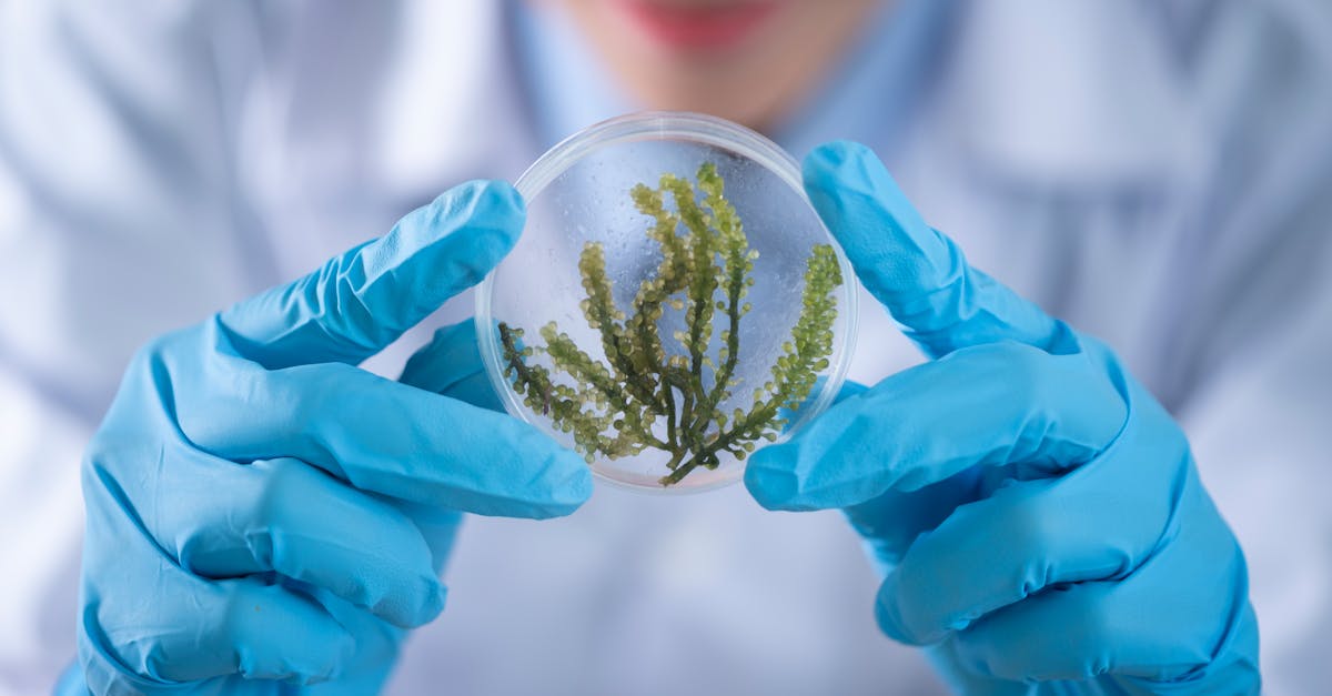 Programmes de protection de l’environnement : initiatives essentielles pour un avenir durable