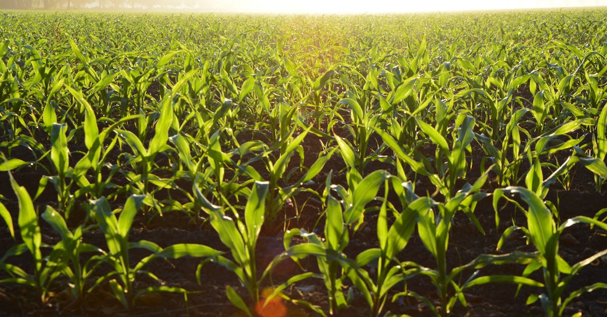 découvrez l'univers de l'agriculture avec nos articles qui couvrent les techniques modernes, les enjeux environnementaux et les innovations durables. apprenez comment cultiver efficacement et soutenir une agriculture responsable.