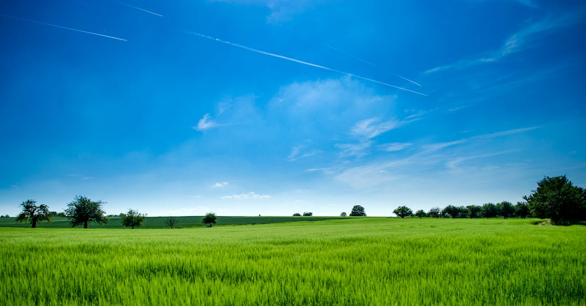 découvrez le monde fascinant de l'agriculture, ses techniques innovantes, son impact sur l'environnement et son rôle crucial dans notre alimentation et le développement durable. plongez dans les enjeux et les avancées de ce secteur essentiel pour l'avenir.