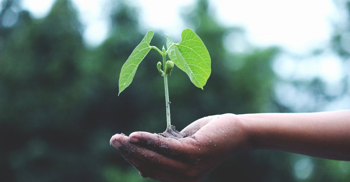 découvrez le monde fascinant de l'agriculture : techniques de culture, innovations durables, et enjeux environnementaux. explorez comment l'agriculture façonne notre avenir et contribue à la sécurité alimentaire.