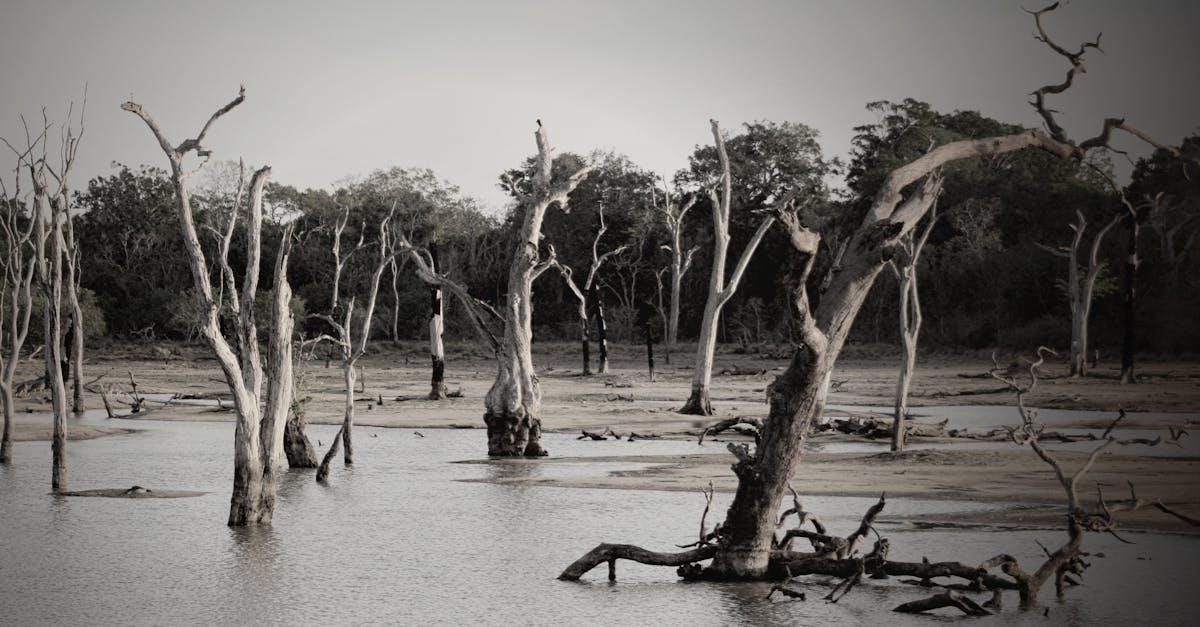 découvrez l'importance des zones inondables, des écosystèmes vitaux qui régulent les cours d'eau, préservent la biodiversité et protègent les communautés contre les inondations. apprenez leur rôle clé dans l'équilibre environnemental et les défis de leur gestion.