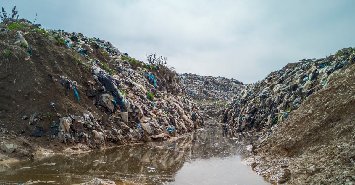 découvrez l'impact de la destruction des habitats sur la biodiversité et les écosystèmes. explorez les causes, les conséquences et les solutions pour préserver notre planète et protéger les espèces menacées.