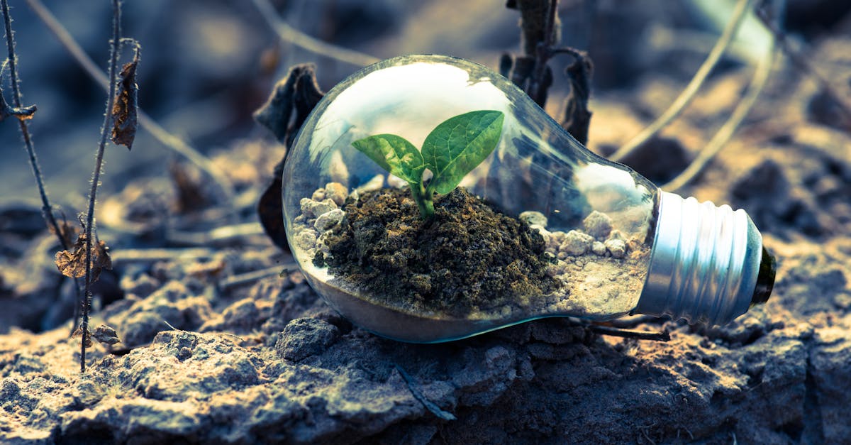 découvrez les enjeux et les pratiques du développement durable. explorez des solutions écologiques, des conseils pour un mode de vie responsable et l'importance de la durabilité pour notre planète.