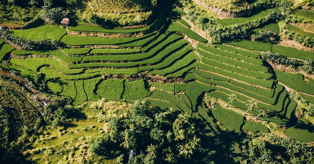 découvrez les enjeux et les solutions de la politique climatique. explorez comment les gouvernements, entreprises et citoyens s'engagent pour un avenir durable et la lutte contre le changement climatique.
