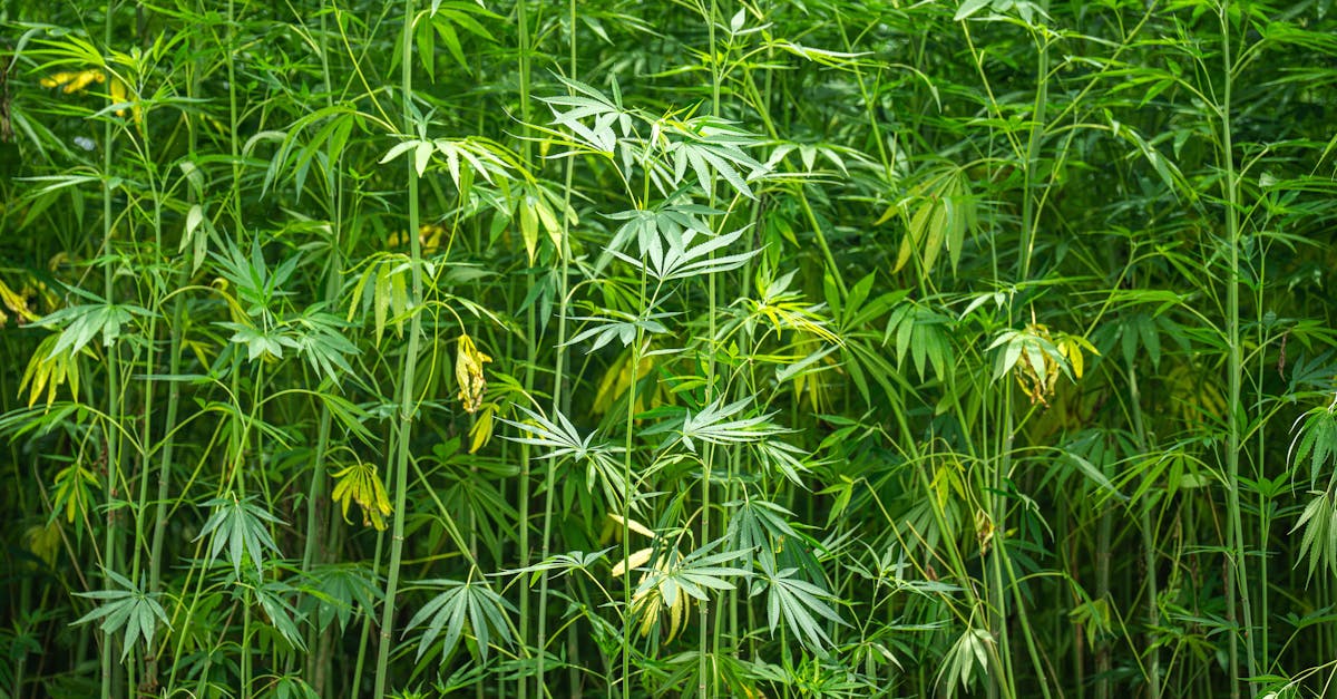 découvrez comment établir des partenariats durables qui favorisent la croissance mutuelle tout en respectant l'environnement. explorez des stratégies innovantes pour collaborer de manière responsable et contribuer à un avenir plus vert.