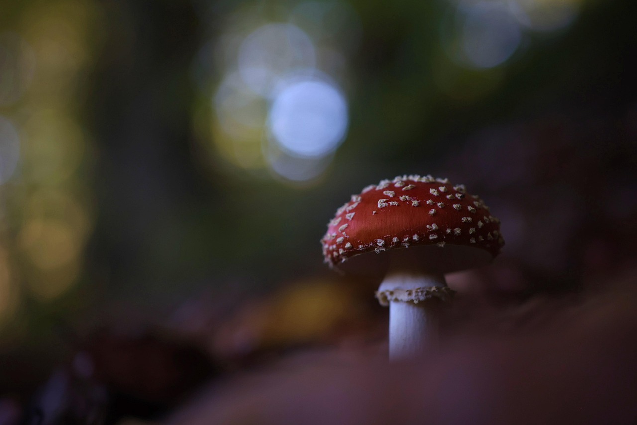découvrez tout sur les forêts : leur biodiversité, leur rôle dans l’équilibre écologique, les menaces auxquelles elles font face et l’importance de leur préservation pour la planète.