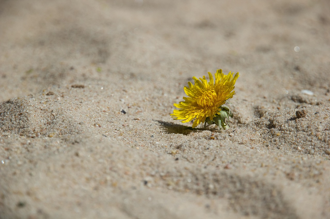 découvrez comment renforcer la résilience climatique en adoptant des stratégies innovantes pour s’adapter et faire face aux impacts du changement climatique sur les sociétés et l’environnement.